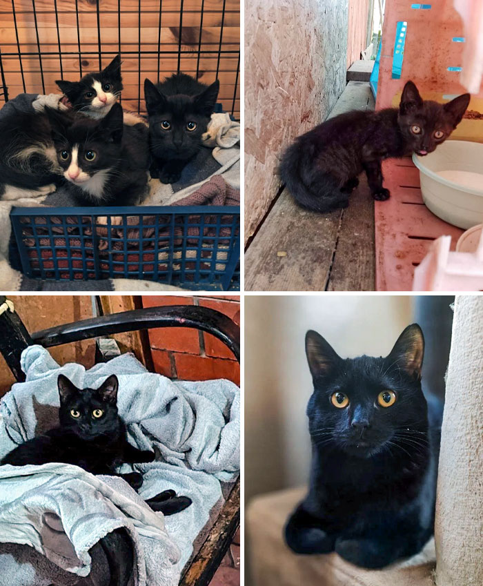 Before And After From Panterkin. He Is One Of The Three Kittens That Were Left On Dachas Before Wintertime. I Will Be Fostering Him Until I Find A Family For Him