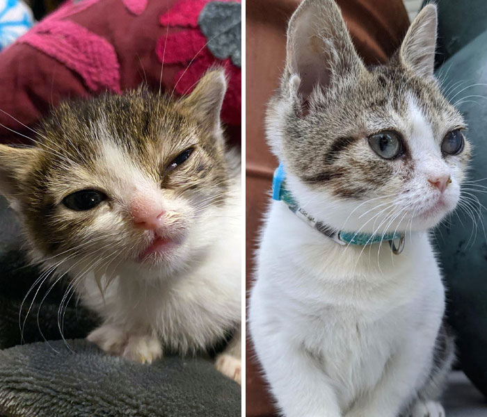 When I Got Sweet T She Couldn’t Walk, Meow, Eat, Or Breathe Well. She Had A Bulging Eye And Severe Constipation. After Months Of Fighting, She Turned A Corner And Now Lives Happily