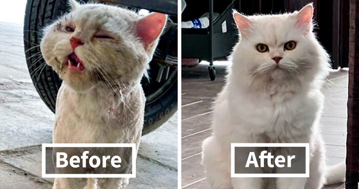 50 Cats Who Got A Second Chance At Life And Their Amazing Transformations (New Pics)