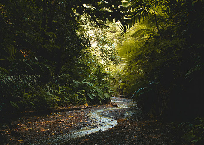 Dense forest with sunlight filtering through trees above a winding stream, highlighting nature's hidden deadly risks.