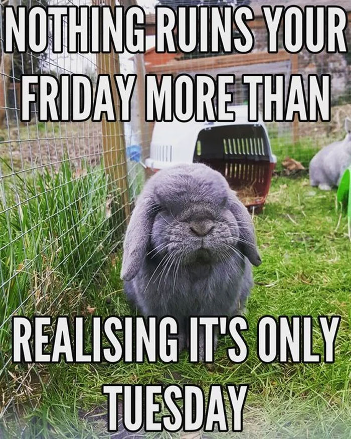 Gray bunny with text overlay: "Nothing ruins your Friday more than realizing it's only Tuesday." Happy Tuesday memes.