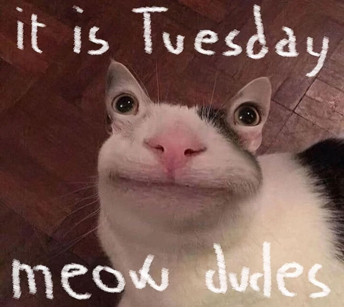 Funny cat meme with text: "It is Tuesday, meow dudes," perfect for a happy Tuesday mood boost.