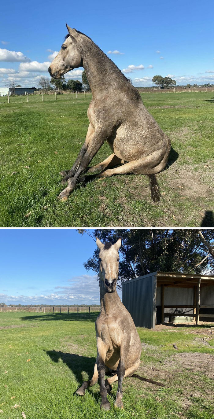 My Horse Sitting Down