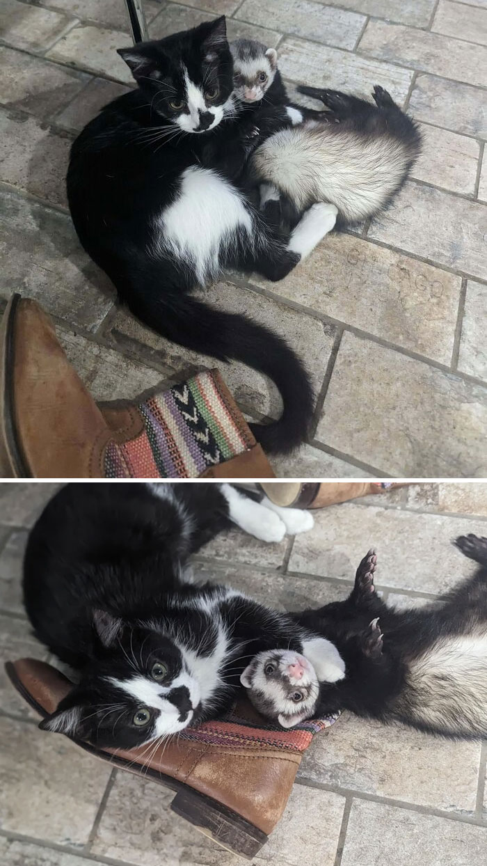 My New Kitten And My Ferret Became Instant BFFs (They Are Always Supervised When Together)