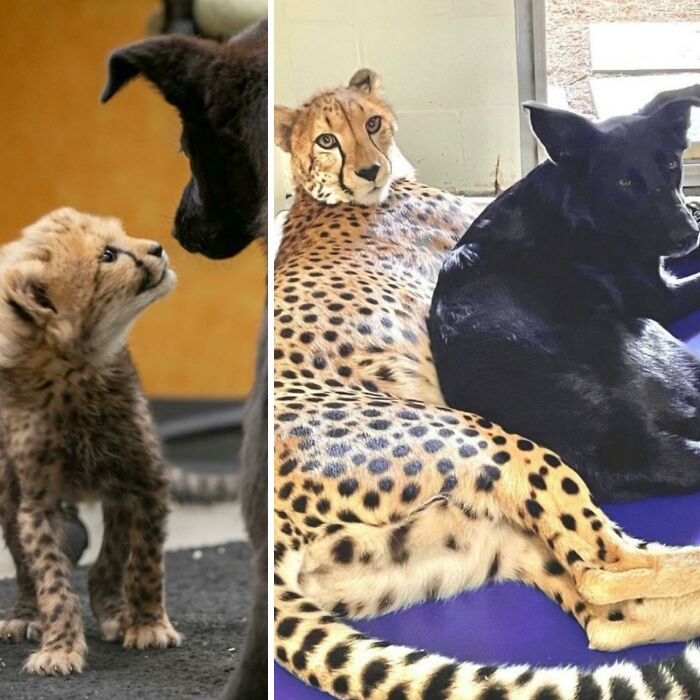 Rozi The Cheetah And Her Companion Pup Daisy Have Grown Up Together