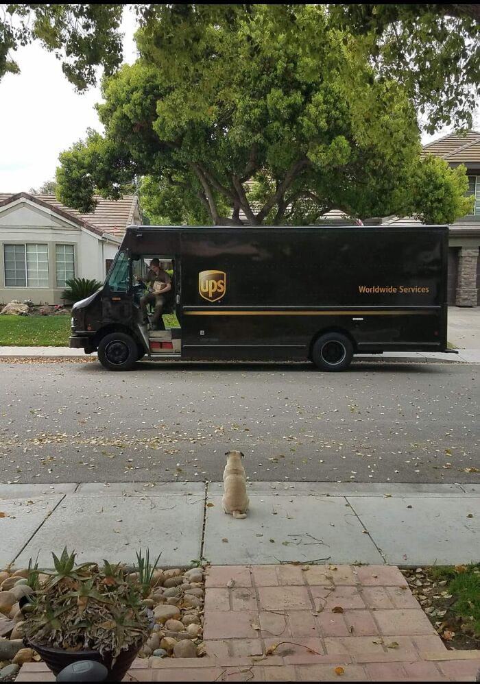 Karl Knows That The UPS Guy Is Good For A Cookie. So He's Waiting For Him To Come Across The Street And Deliver His Milk-Bone
