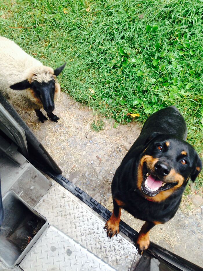 These Two Think They Are Siblings! They Wrestle And Play And Sleep Together! Highland County Virginia Driver- Richie Hanger