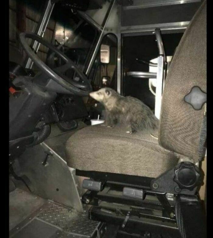 Meet Louisiana's Newest Service Provider, Mr. O Possum