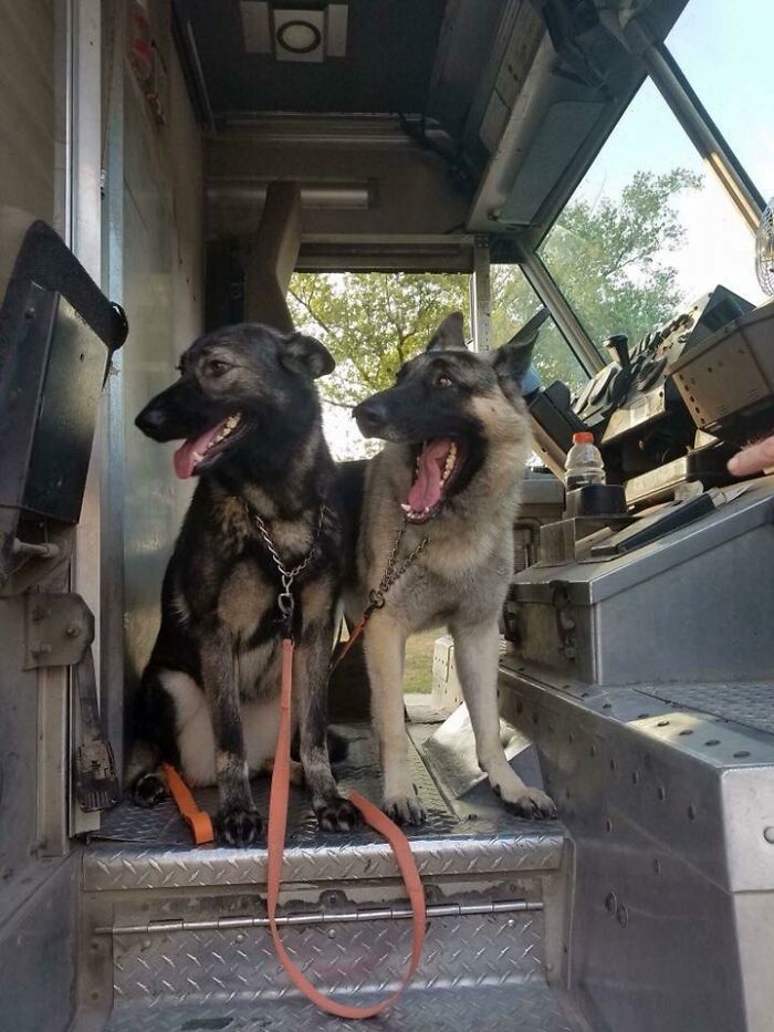 2 Proud Upsers Here With Their Own 2 German Shepherds
