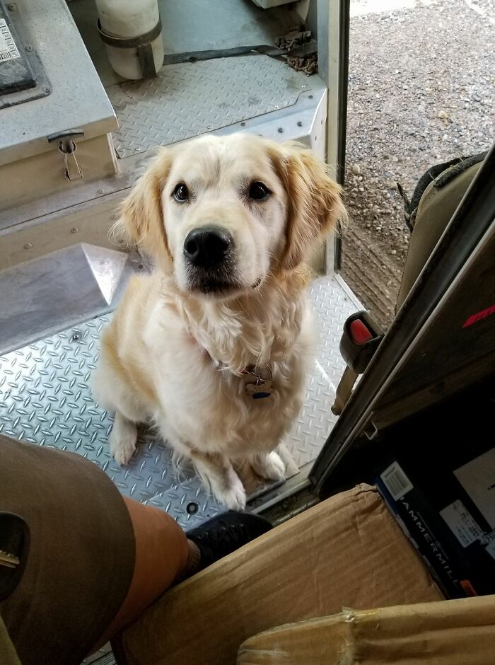 Patiently Waiting While I Dig Out My Treats From My Packed Truck