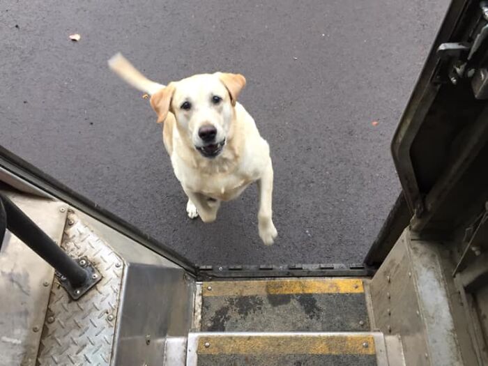 14 Years Old And Still Acts Like A Puppy For The Biscuits
