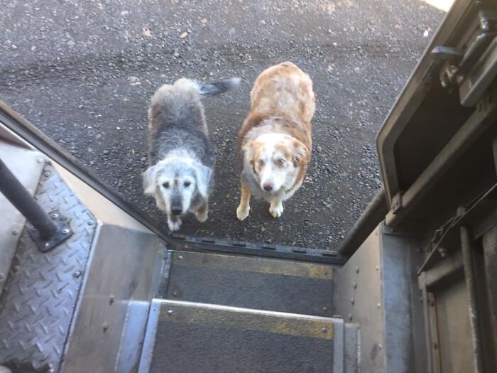 This Sweet Old Senior Aussie Is Teaching His Young Buddy All About The Finer Points Of Biscuit Mooching