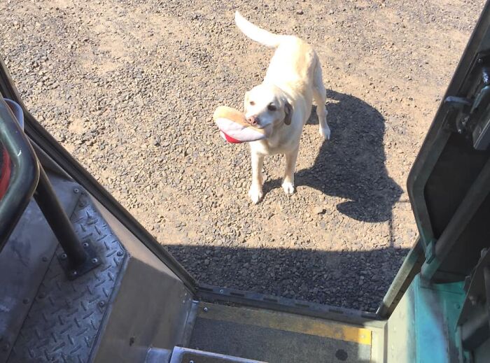 Her Initial Offer Is One (1) Stuffed Toy In Exchange For Five (5) Biscuits. She Drives A Hard Bargain