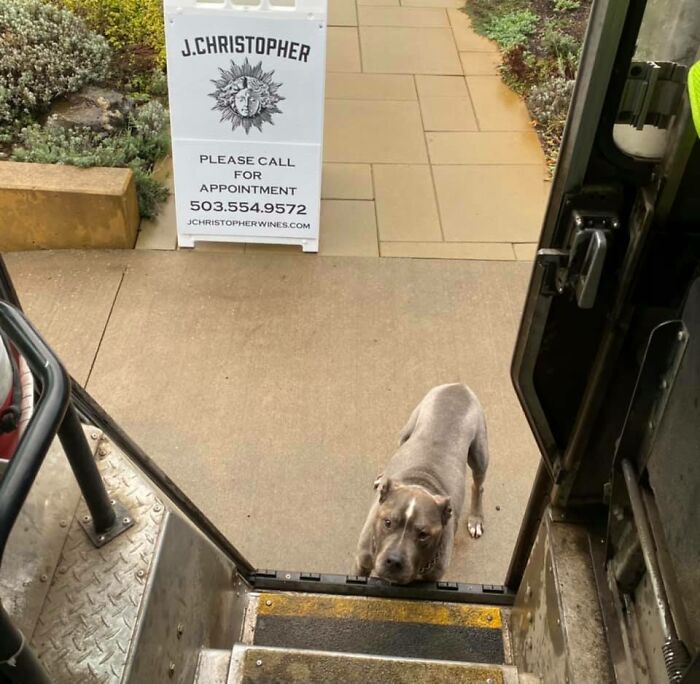 This Old Guy Comes To Work Every Day With His Owner And Has A Bed In The Tasting Room Of The Winery