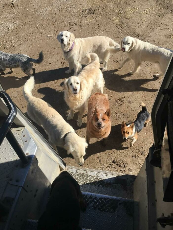My Reputation For Generous Treat Giving May Have Gotten Out Of Hand. They Are Now Bringing Their Friends With Them. Michigan
