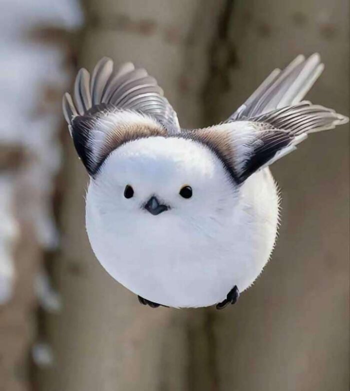 A este pájaro lo llaman el hada de las nieves japonesa
