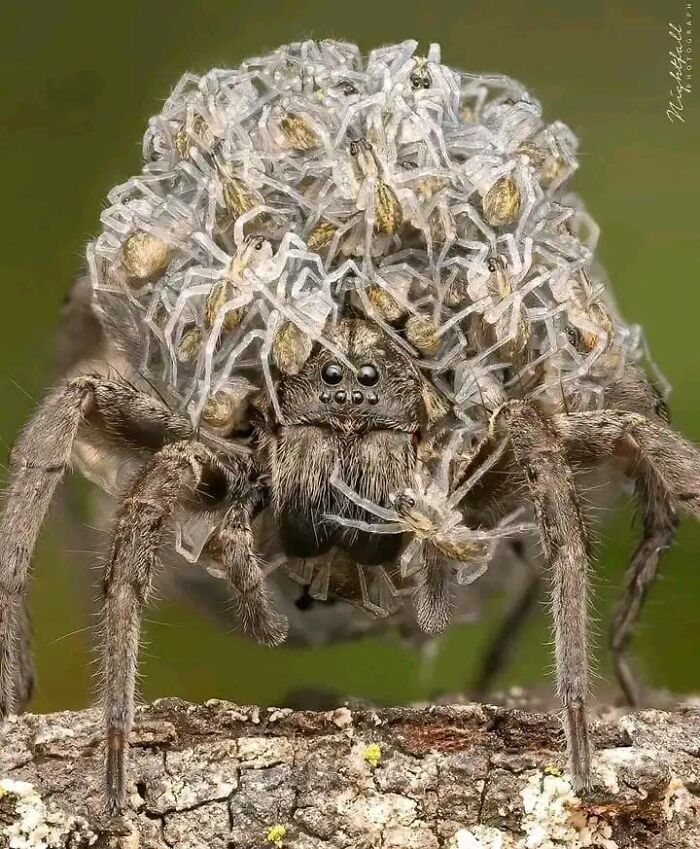 Una araña lobo madre llevando a sus crías