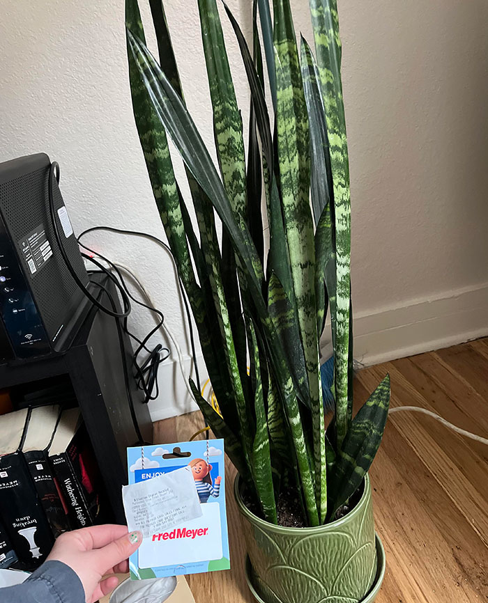 My Coworkers Got Me A Plant And A $50 Fred Meyer Card For My First Apartment