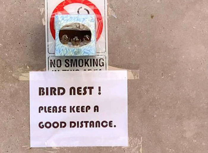 Mi compañero de trabajo recogió estos pajaritos del suelo con una caja de Kleenex vacía y los pegó con cinta adhesiva a la pared cercana porque el piso de su nido se había caído. Sus padres vienen con frecuencia