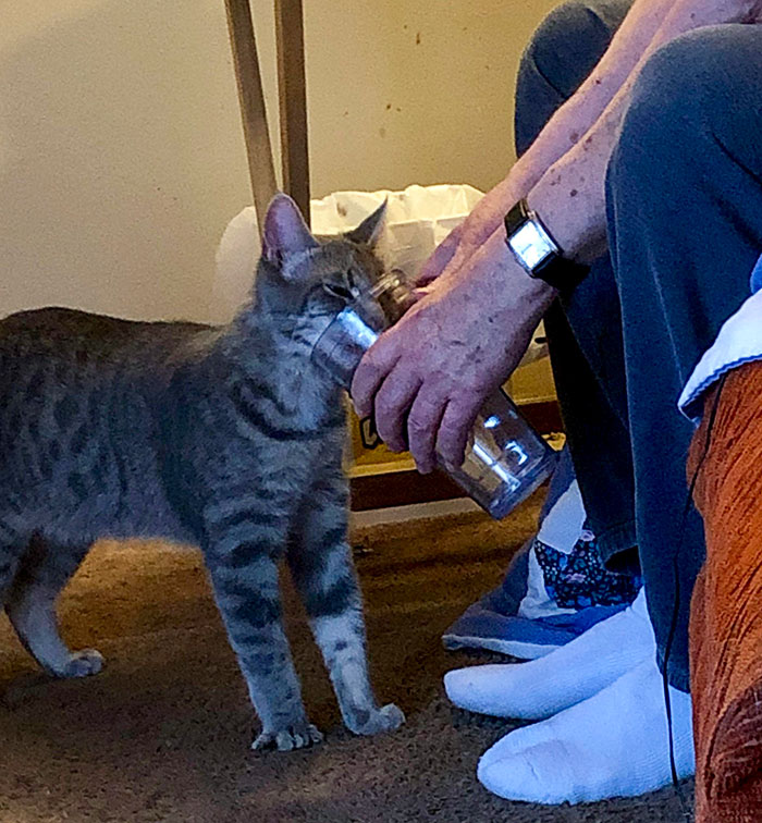 My Dad's Rescue Cat Wasn't Properly Weaned And Was Very Neglected. The Only Way He Will Drink Water Is If My Dad Holds A Cup. He Does This Multiple Times Per Day
