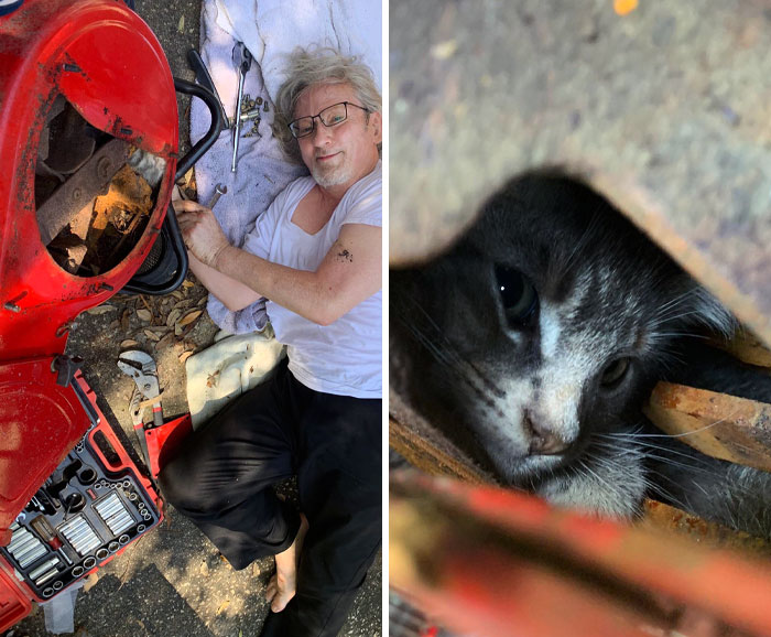 My Dad Spent 3 Hours Disassembling Wood Chipper To Rescue A Trapped Feral Kitten