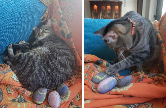 My Sister’s Neighbor’s Kids, Who Don’t Have Pets, Love Learning About And Playing With Her Cats. Recently, They Even Decorated Rocks And Gifted Them To The Cats