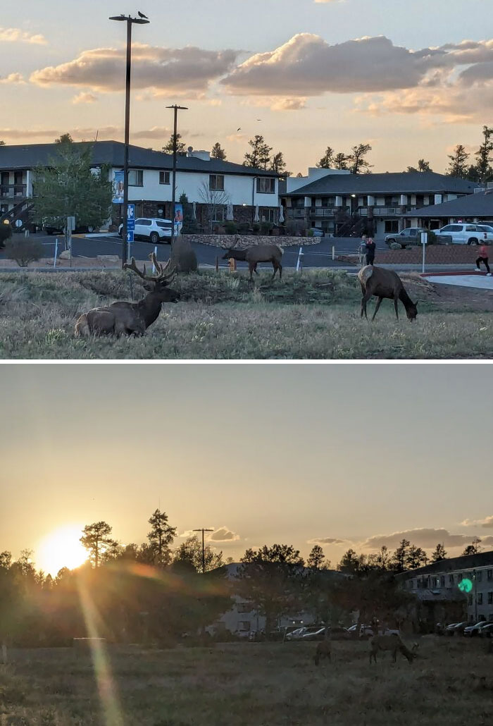 I Spent The Last Month Cleaning The Landfill Of An Empty Lot Next To The Hotel I Work At. Just Watching Them Eat Without A McDonald's Wrapper In Their Mouth Has Been Extremely Gratifying