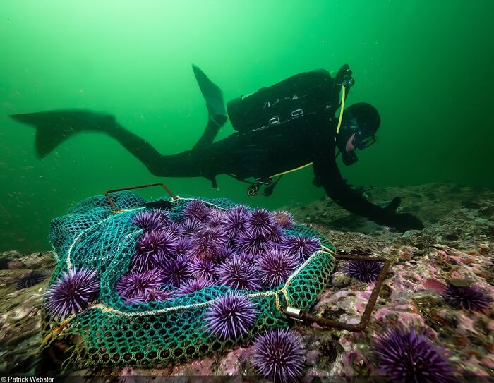 Awaken New Depths,2nd Place: Patrick Webster (USA)