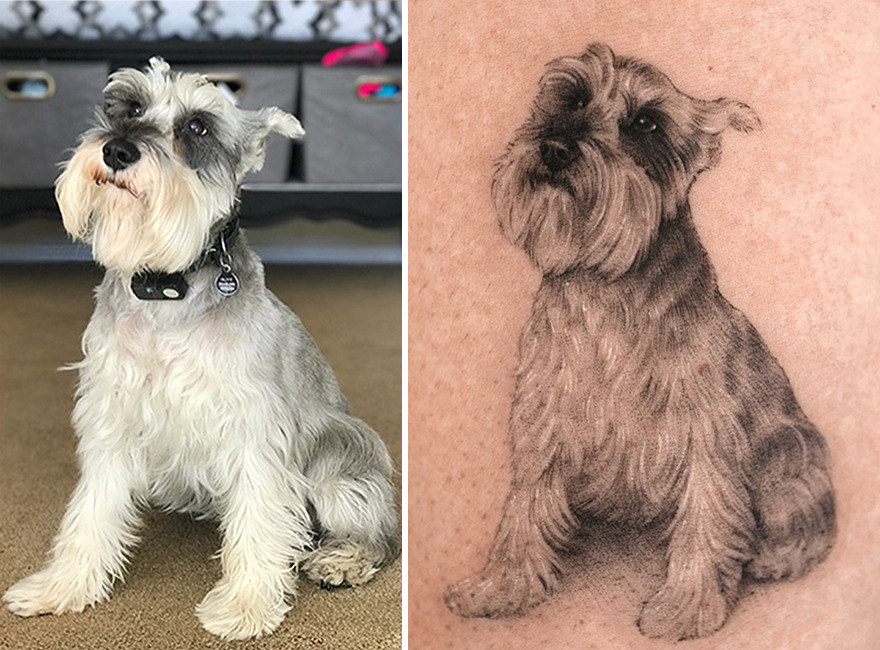 Realistic tattoo of a Schnauzer alongside the actual dog, capturing a cherished pet's likeness.