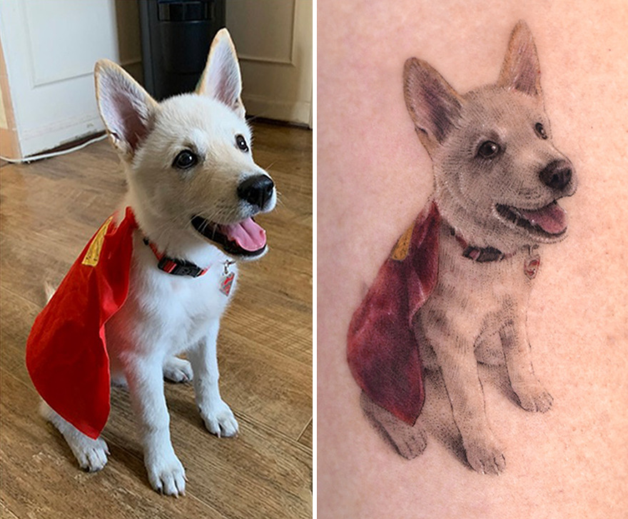 Realistic pet portrait tattoo of a dog wearing a red cape, next to the actual dog in the same pose.
