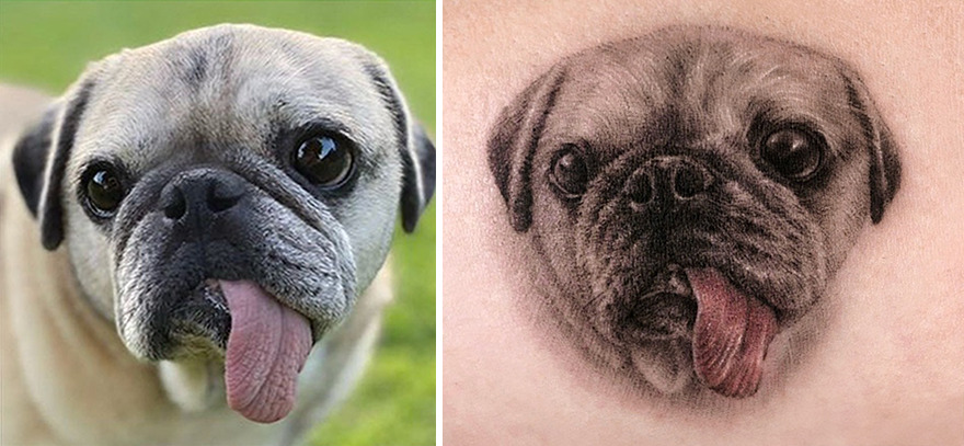 Realistic pet portrait tattoo of a pug with its tongue out, showcasing detailed artistry alongside the actual dog.
