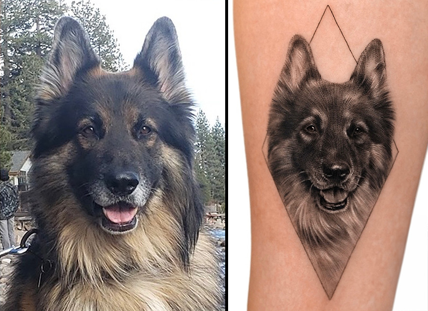 Realistic tattoo of a German Shepherd on skin, next to the actual dog's photo, showcasing a cherished pet portrait.