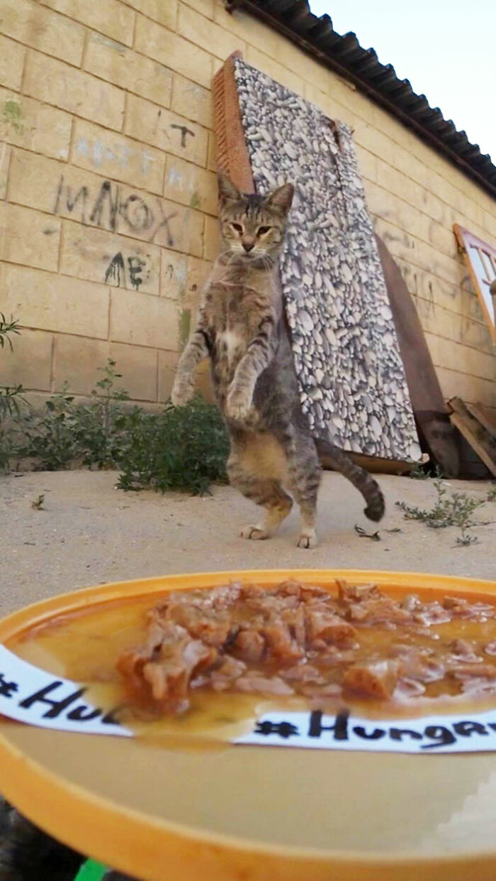 A Man Uses A Drone To Look For Stray Cats And Feed Them (40 Pics + 1 Video)