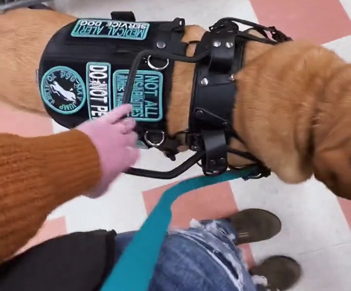 Netizens Have Their Hearts Melt As This Mom Wholesomely Stops Her Girl From Petting Service Dog Netizens Have Their Hearts Melt As This Mom Wholesomely Stops Her Girl From Petting Service Dog