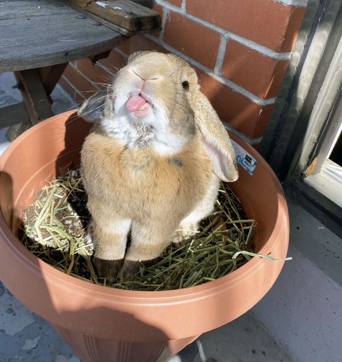 Funny animal expression: A playful rabbit with its tongue out, sitting in a flower pot on a sunny day.