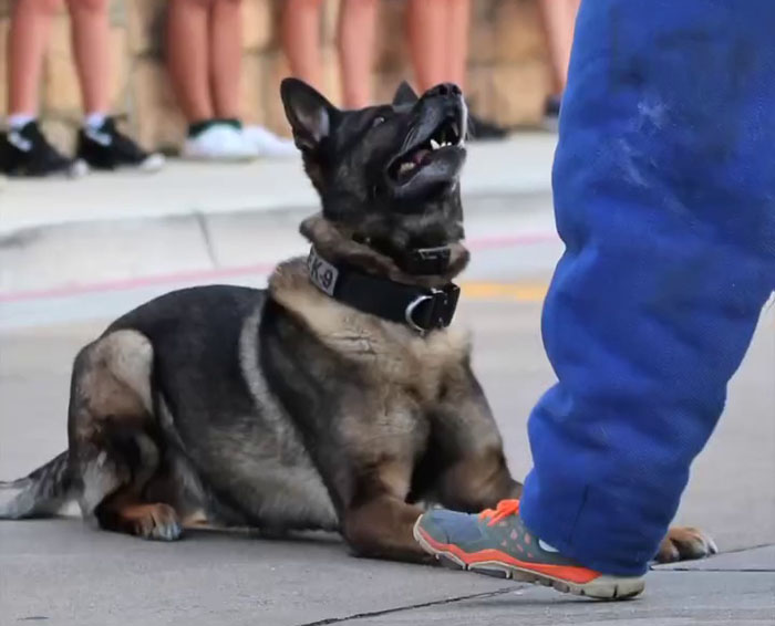 Police Dog Retires After Nearly A Decade Of Service, Heartwarming Video Is Spreading Online Police Dog Retires After Nearly A Decade Of Service, Heartwarming Video Is Spreading Online