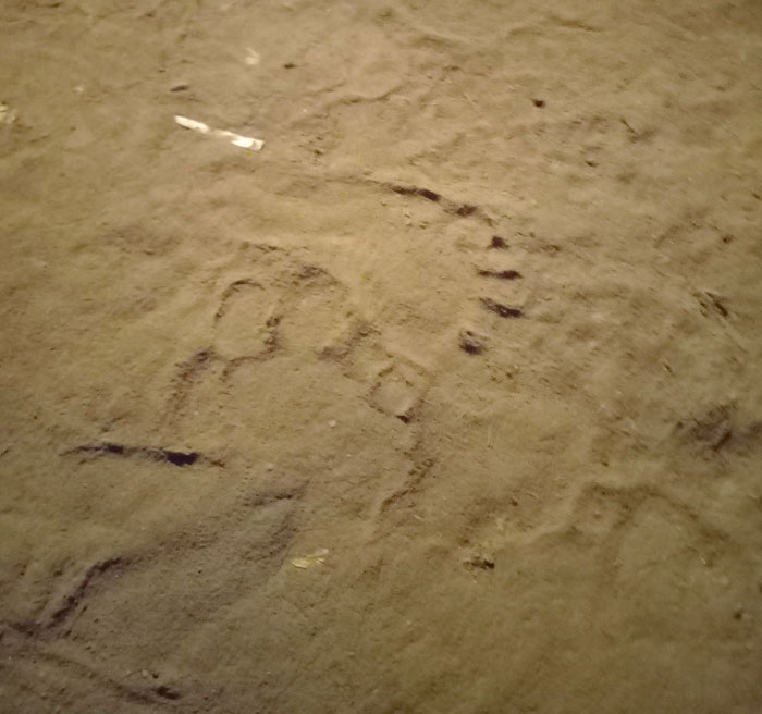 I Had To Go Into The Basement Yesterday, And The Dirt Looked Like It Had Large Footprints In It. There's Only One Entrance, And It's Inside The House