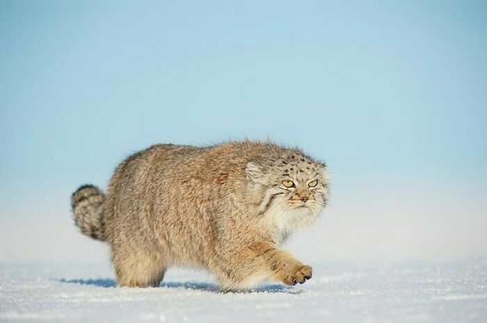 10 Mind-Blowing Pallas's Cat Facts That Will Leave You Awestruck