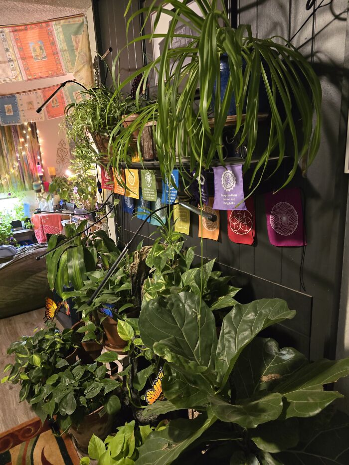 In A Tiny, One-Bedroom Apartment Beside The Highway In Arid West Texas, There Is My Garden