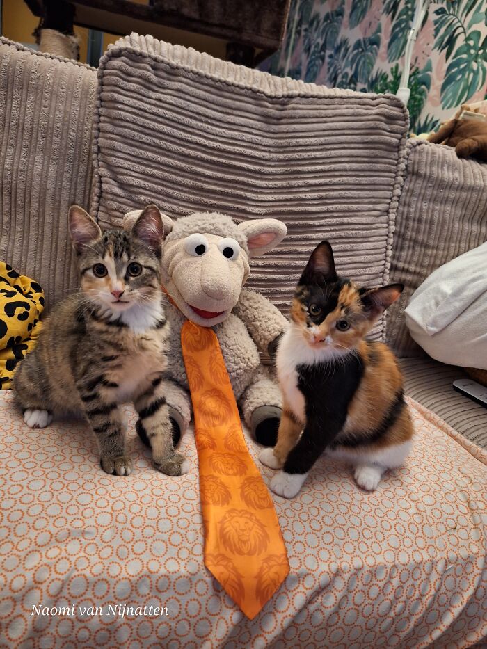 Meet Coco (Left) And Lulu. They Often Pose In Exact The Same Position When I Want To Take A Picture (And Yes: They're Sisters, Almost 14 Weeks Old)