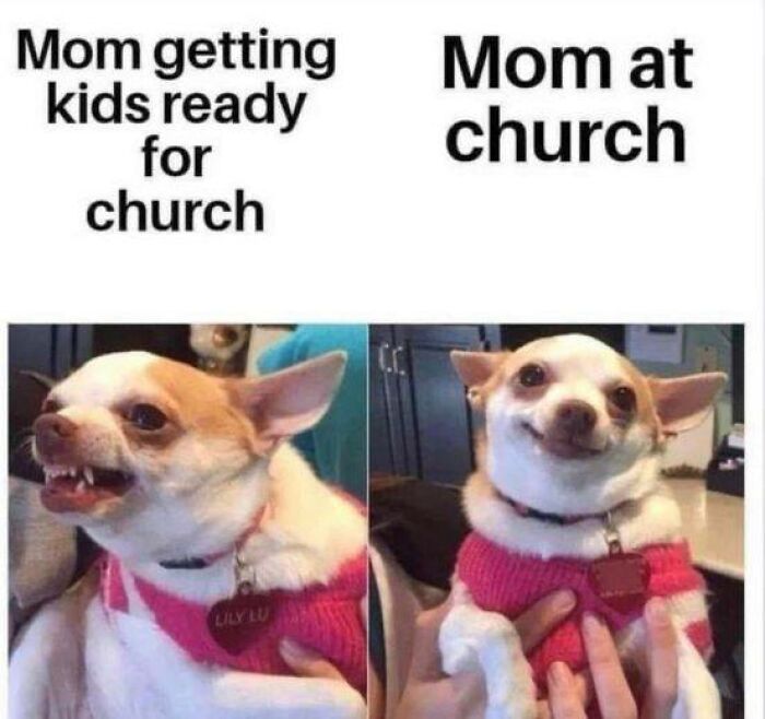 Chihuahua in pink sweater making funny faces, a perfect animal meme moment.