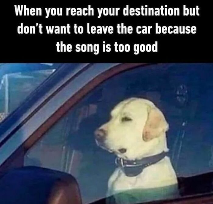 Humorous-Animal-Memes