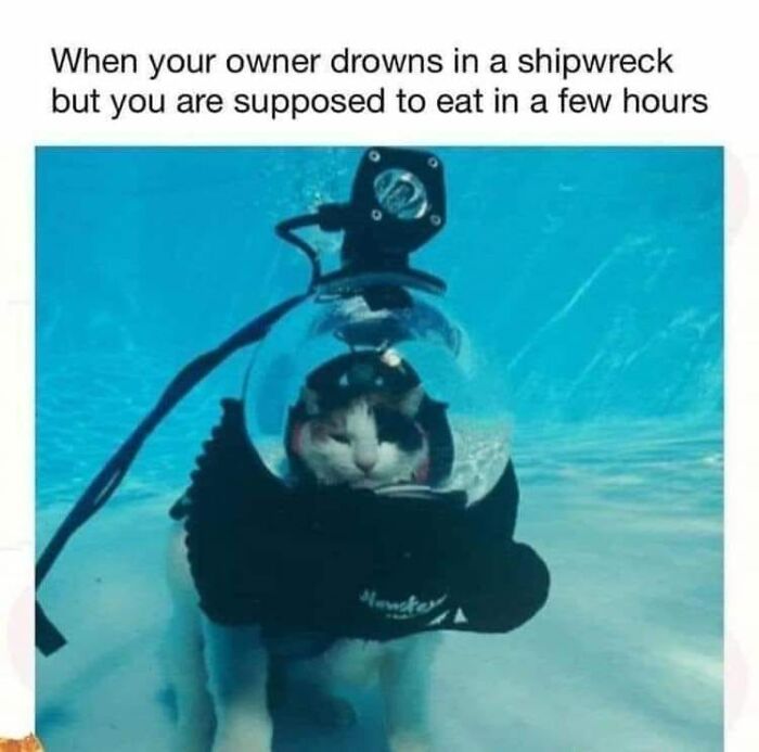 Memes-I-Could-Tag-My-Cat-In-Funny-Pics