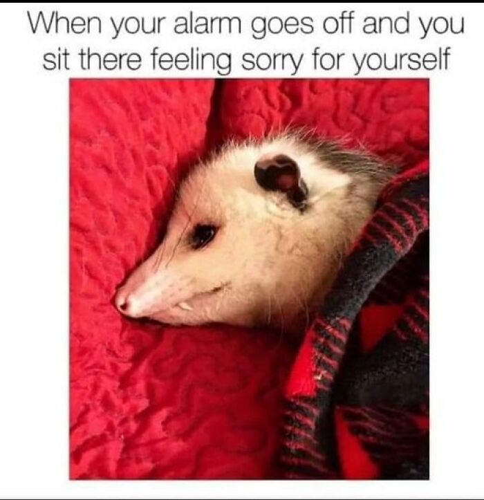 Humorous-Animal-Memes