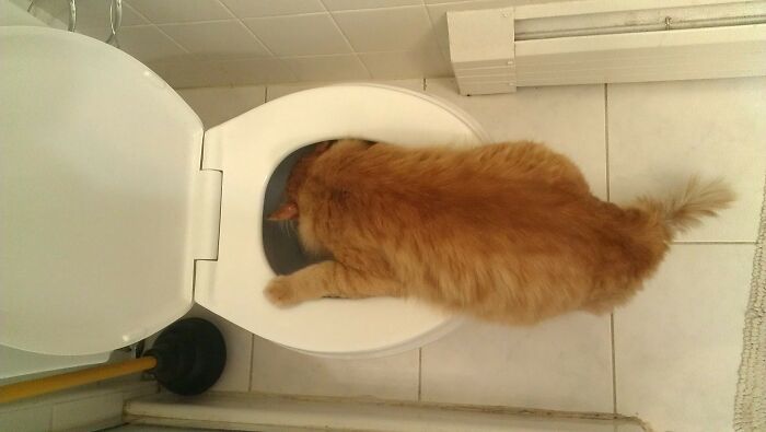 Tabasco Dave Drinking From The Toilet