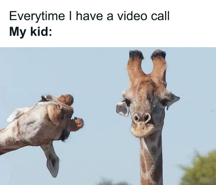 Giraffes with funny expressions resembling toddler mischief during a video call, illustrating a parenting meme.
