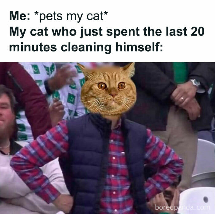 Memes-I-Could-Tag-My-Cat-In-Funny-Pics