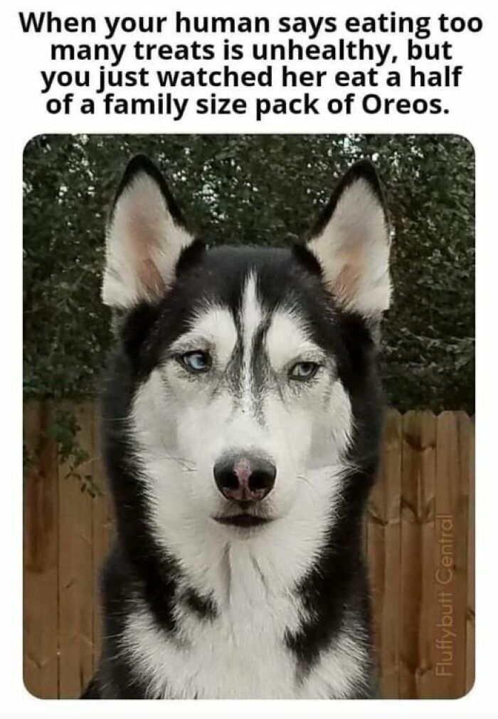 Humorous-Animal-Memes