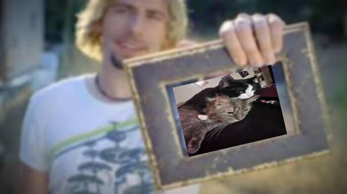 Memes-I-Could-Tag-My-Cat-In-Funny-Pics