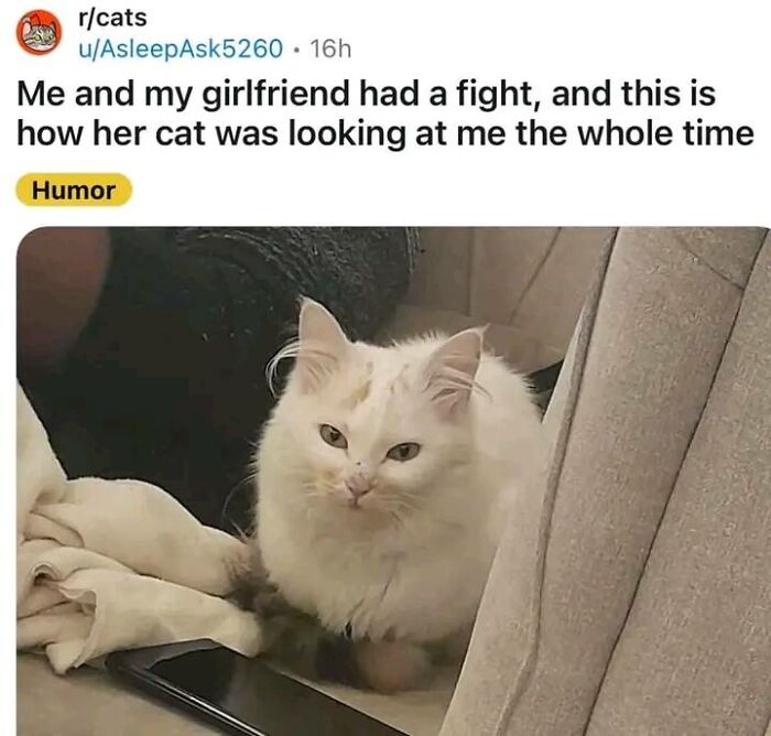 Memes-I-Could-Tag-My-Cat-In-Funny-Pics